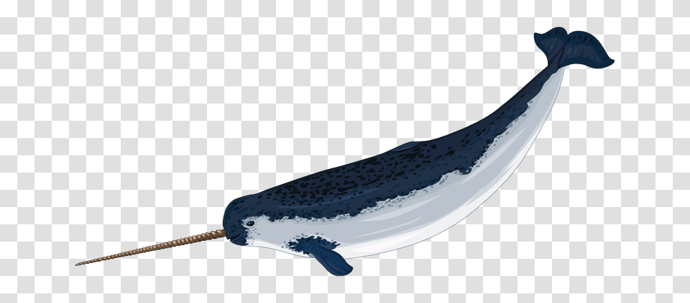 Narwhal Clip Art, Whale, Mammal, Sea Life, Animal Transparent Png