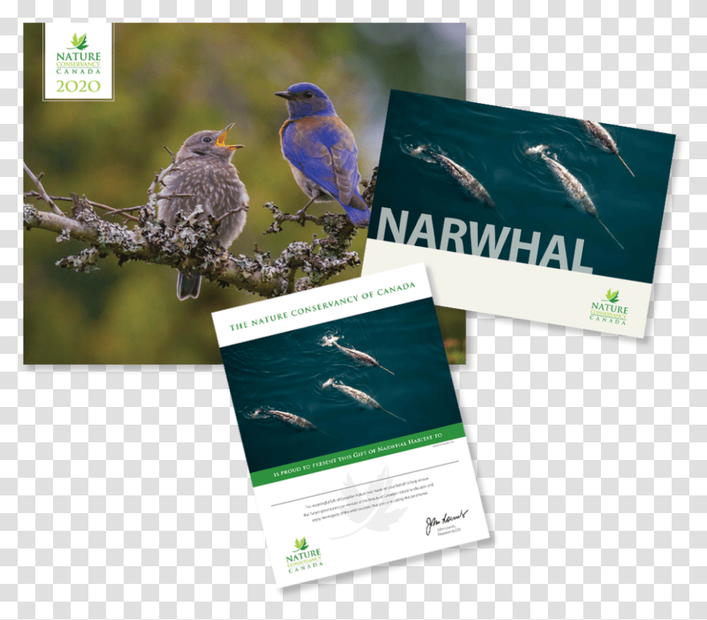 Narwhal Flyer, Bird, Animal, Poster, Advertisement Transparent Png
