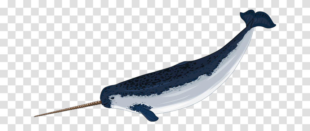 Narwhal Image Narwhals, Sea Life, Animal, Mammal, Whale Transparent Png