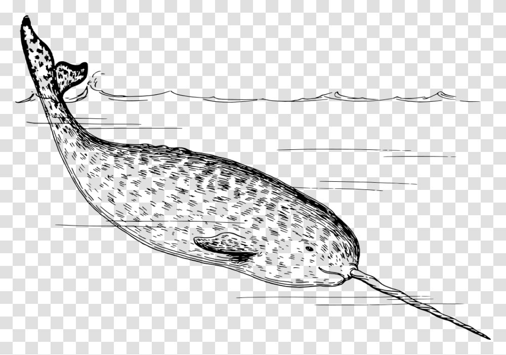 Narwhal Narwhals Black And White, Gray, World Of Warcraft Transparent Png