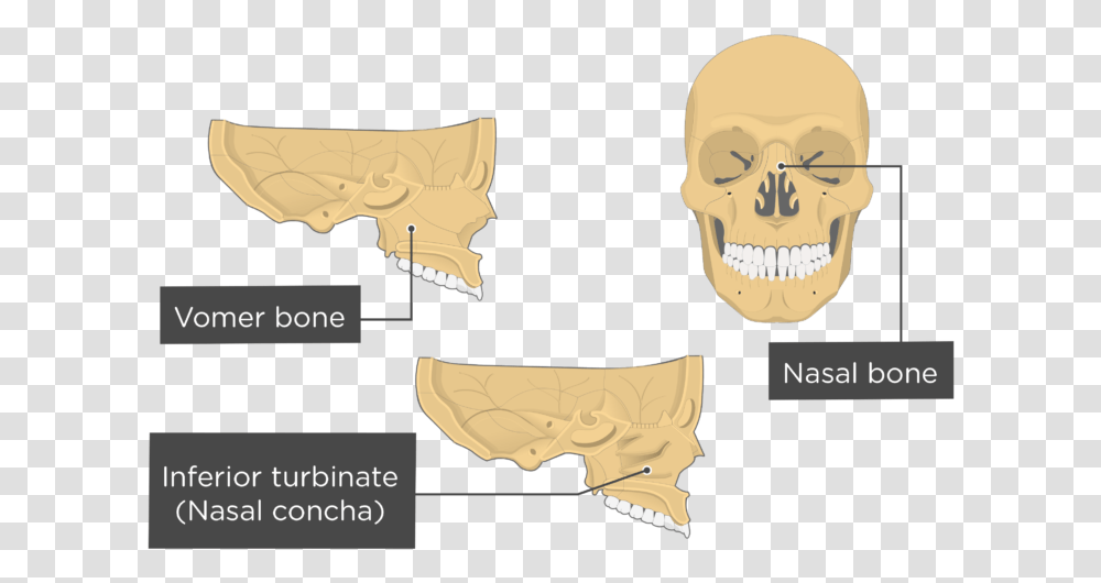 Nasal Vomer And Inferior Turbinate Bones Overview Inferior Nasal Concha Bone, Soil, Archaeology Transparent Png