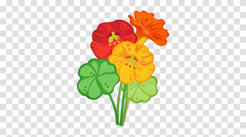 Nasturtium Little Garden, Plant, Flower, Blossom, Geranium Transparent Png