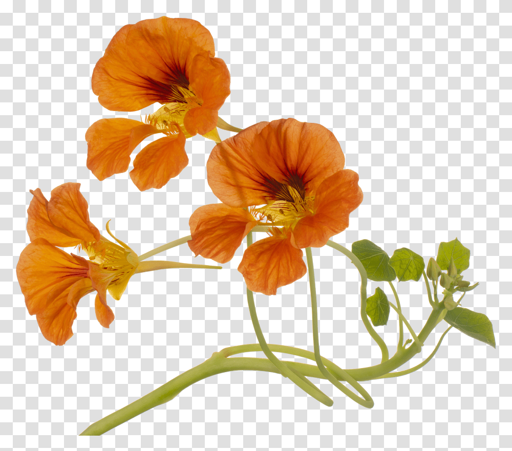 Nasturtium Transparent Png