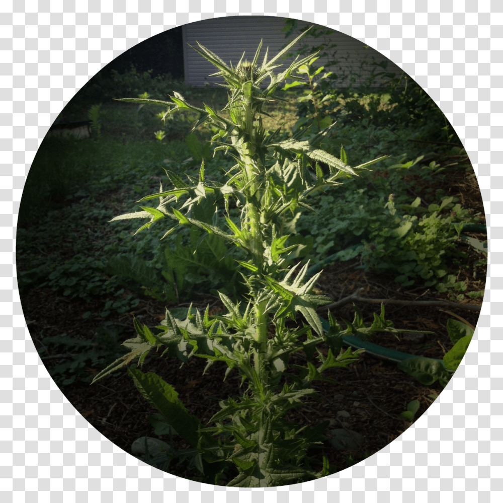 Nasty Weed Dandelion Weed Big, Plant, Flower, Blossom, Fisheye Transparent Png