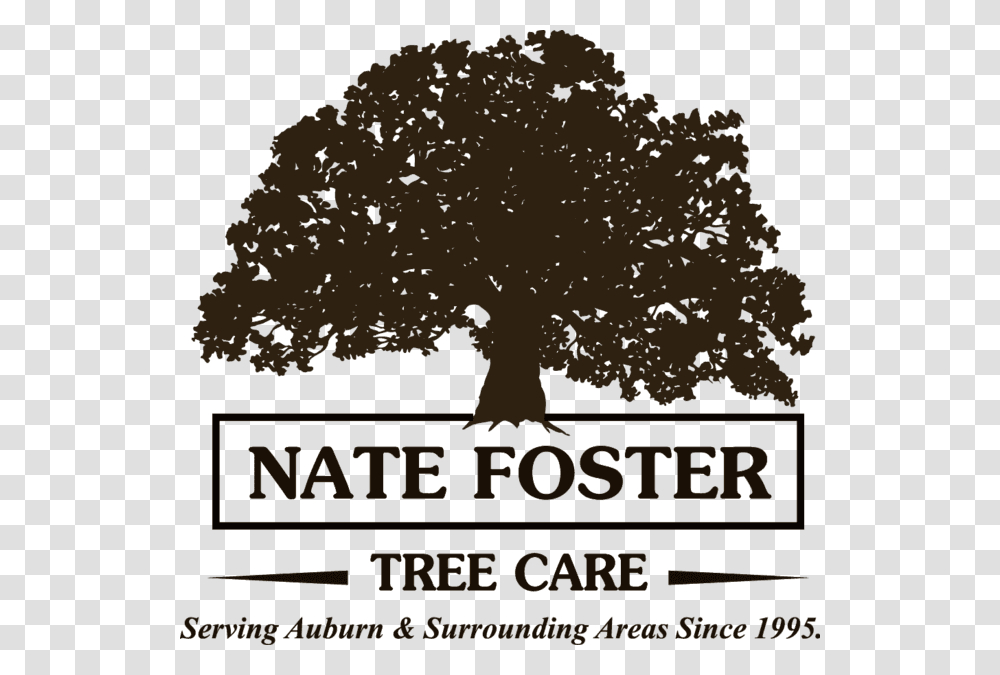 Nate Foster Tree Care Toddy Oaks, Plant, Poster, Advertisement, Sycamore Transparent Png
