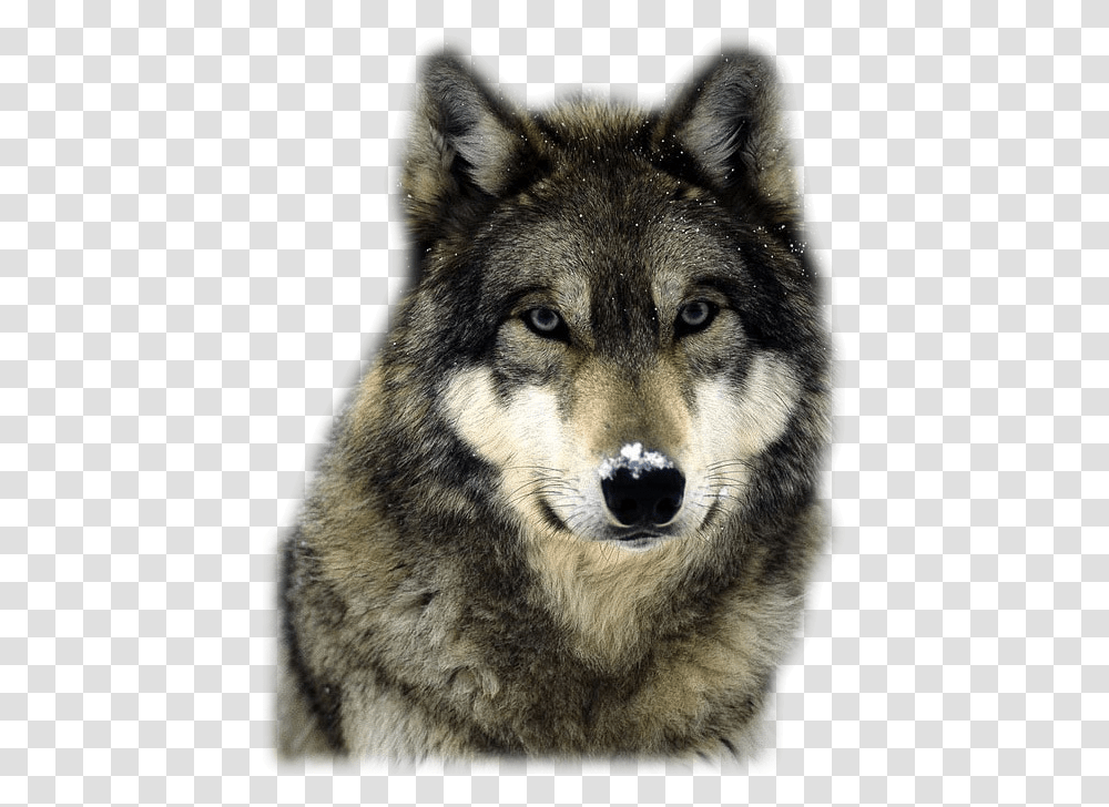 National Animal In Italy, Wolf, Mammal, Dog, Pet Transparent Png