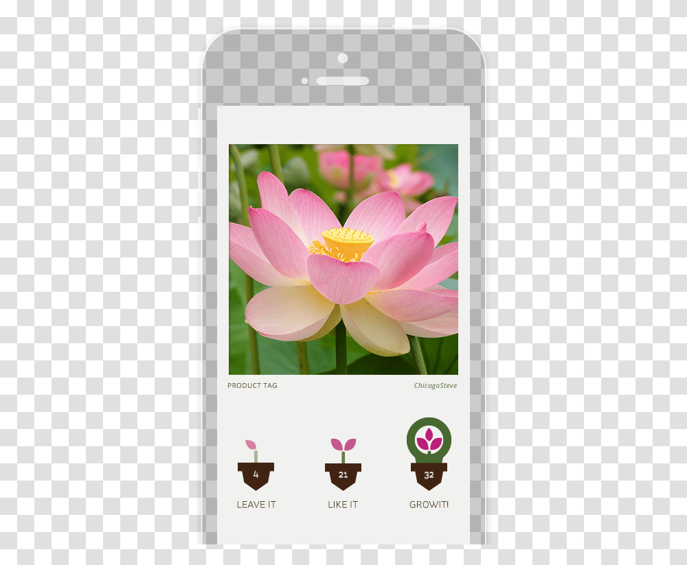 National Flower Of India, Plant, Blossom, Pond Lily Transparent Png
