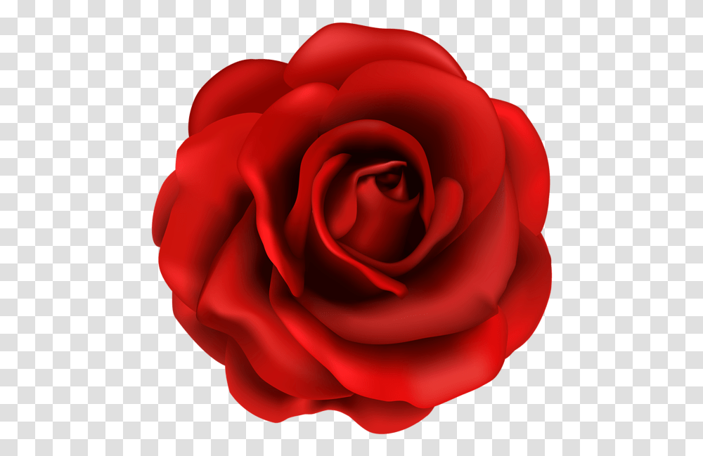 National Flower Of Us, Rose, Plant, Blossom Transparent Png