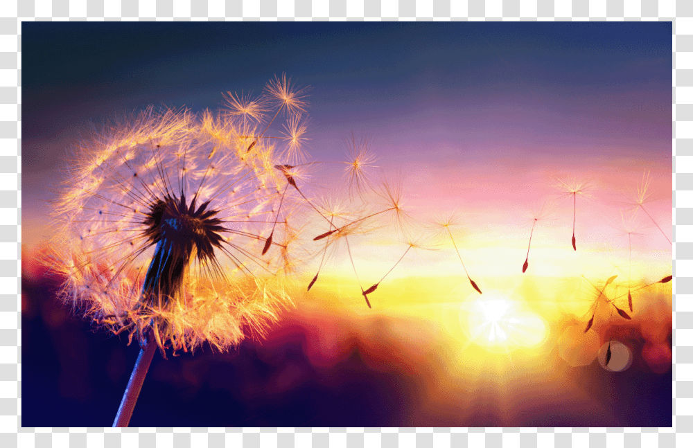 National Forgiveness And Happiness Day, Plant, Flower, Blossom, Dandelion Transparent Png