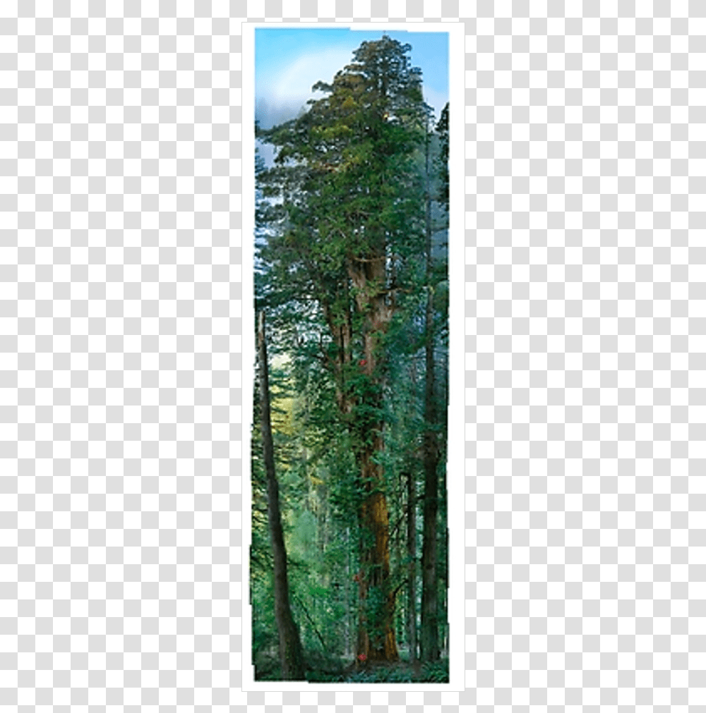 National Geographic Tall Tree Photographic, Plant, Vegetation, Conifer, Land Transparent Png