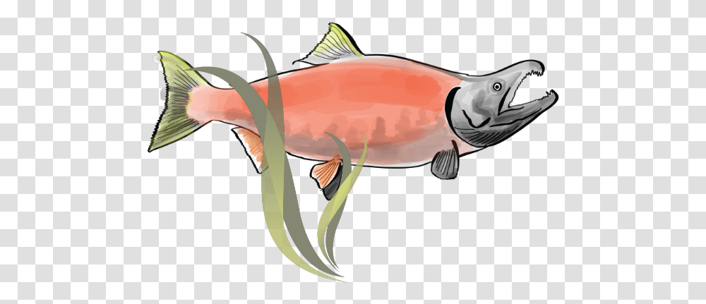 National Indigenous Fisheries Institute Sockeye Salmon, Animal, Goldfish Transparent Png