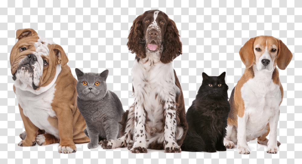 National Pet Fire Safety Day 2017, Animal, Cat, Mammal, Dog Transparent Png