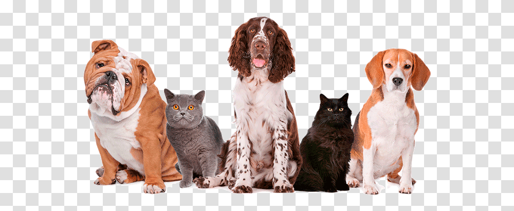 National Pet Fire Safety Day 2017, Cat, Mammal, Animal, Dog Transparent Png