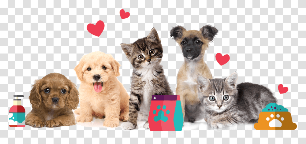 National Pet Memorial Day 2019, Kitten, Cat, Mammal, Animal Transparent Png