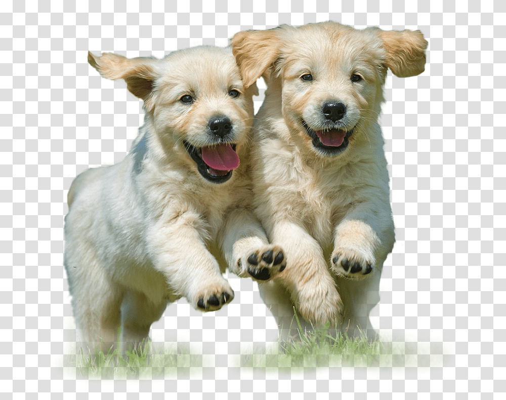 National Puppy Day Meme, Dog, Pet, Canine, Animal Transparent Png