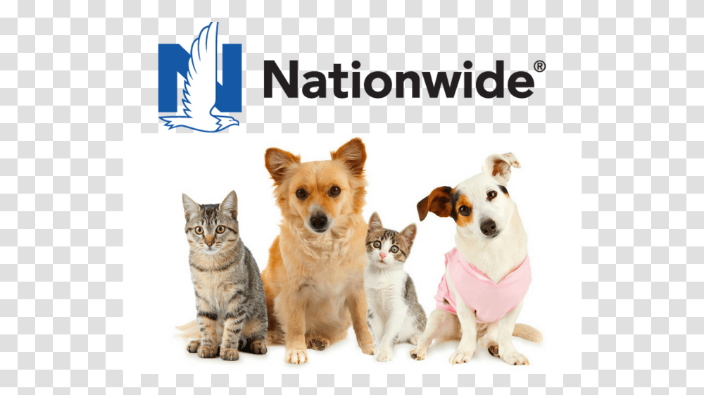 Nationwide Pet Insurance Review Cat And Dogs Group Photo White Background, Canine, Animal, Mammal, Strap Transparent Png