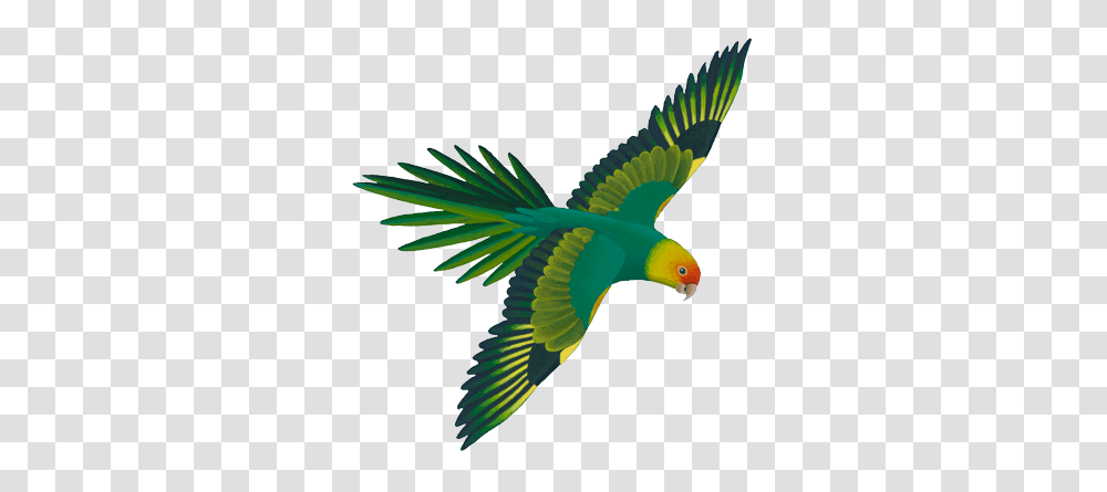 Native American Hummingbird Clipart Free Clipart, Animal, Parrot, Macaw, Parakeet Transparent Png