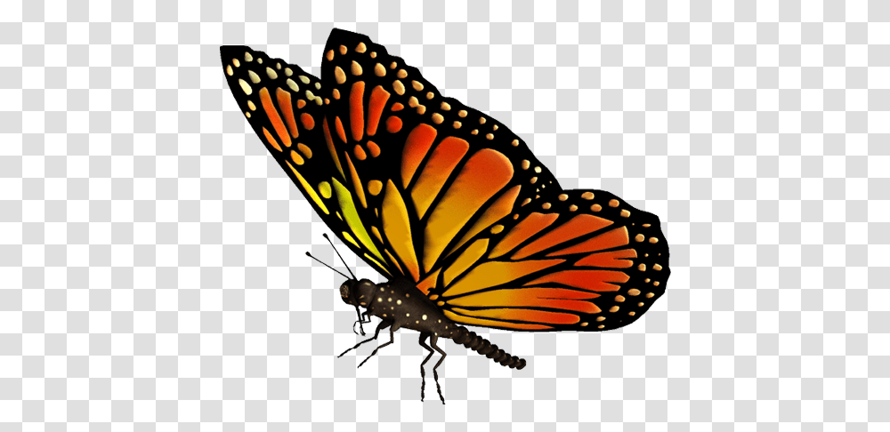 Native Butterfly Vector Image Background Butterfly Gif, Monarch, Insect, Invertebrate, Animal Transparent Png