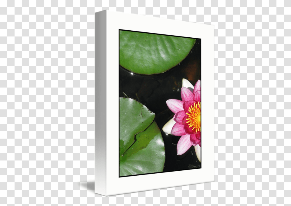 Native Lily Pad Plant And Flower By Brian Rojo Water Lily, Blossom, Pond Lily, Petal Transparent Png