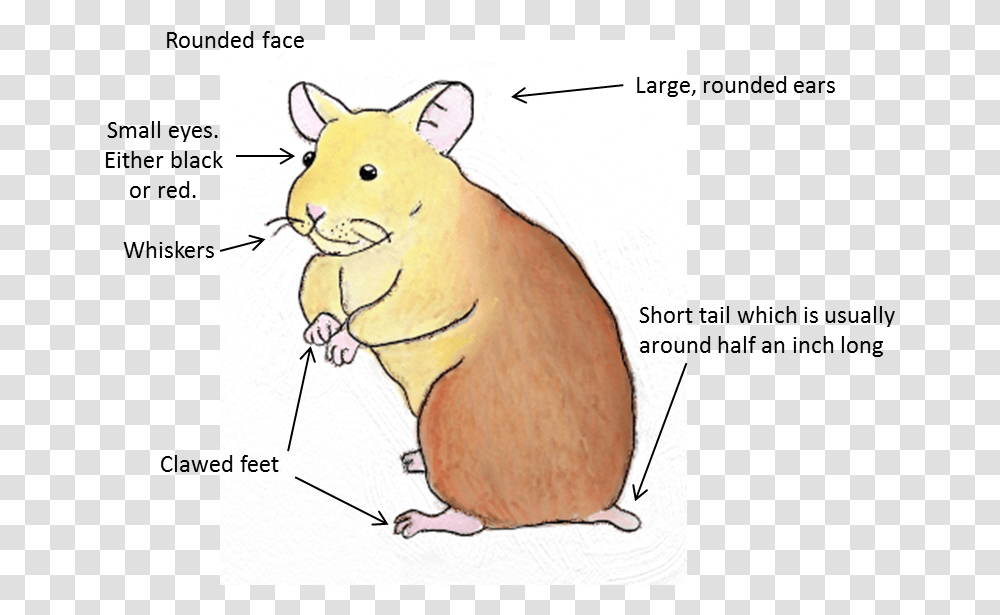 Native To Europe And Northern Asia Animal Figure, Rodent, Mammal, Dog, Pet Transparent Png