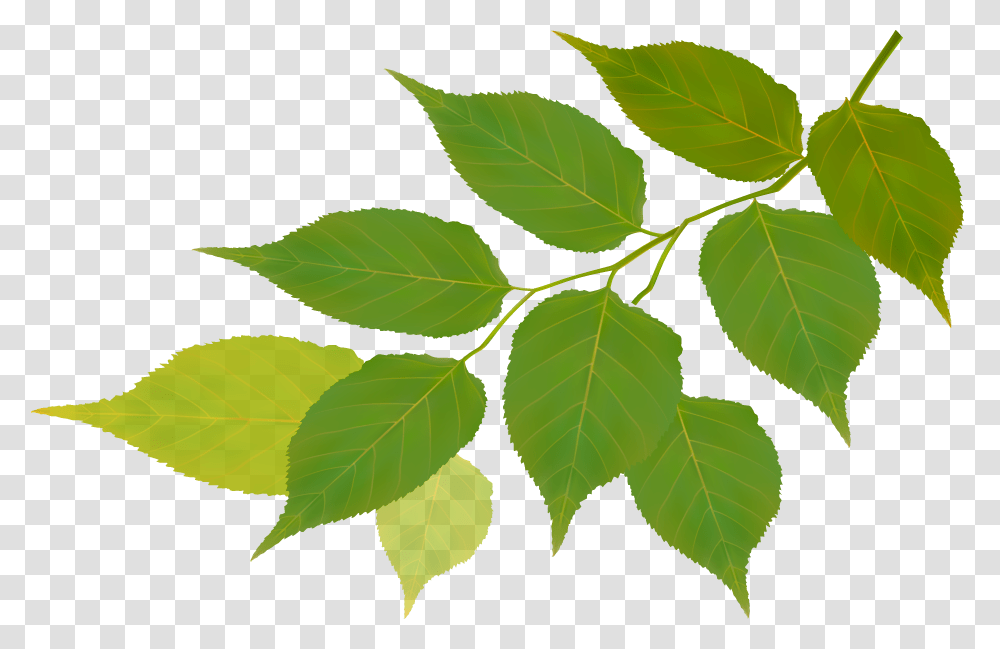 Natural Backgrounds For Pamphlets, Leaf, Plant, Ivy Transparent Png