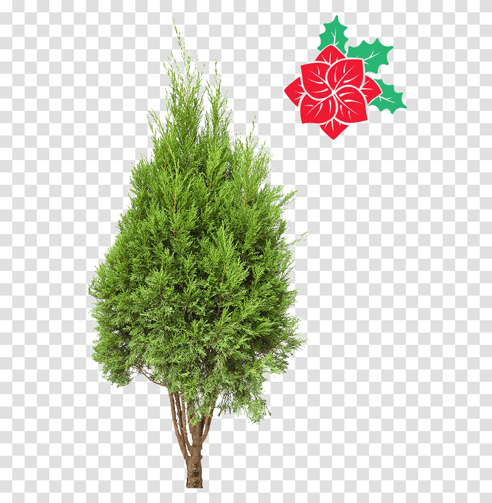 Natural Cypress Christmas Tree 4 5ft Resimleri Mexican Pinyon, Plant, Pine, Conifer, Fir Transparent Png