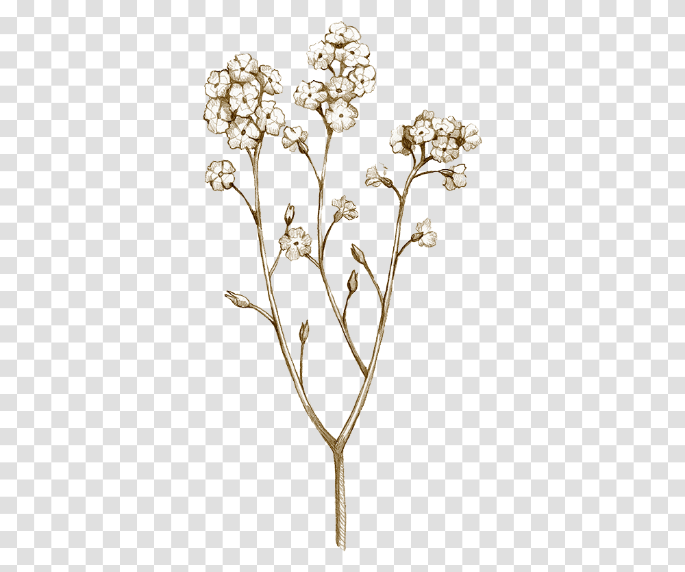Natural Drawing 04 Yarrow, Accessories, Accessory, Jewelry, Plant Transparent Png