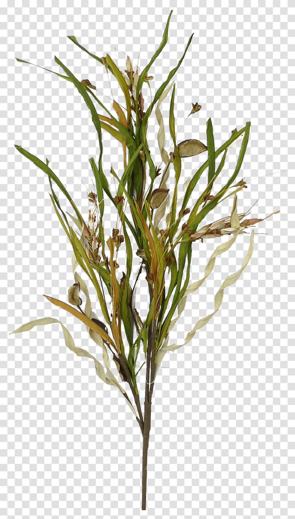 Natural Filler Spray Twig, Plant, Flower, Blossom, Ikebana Transparent Png