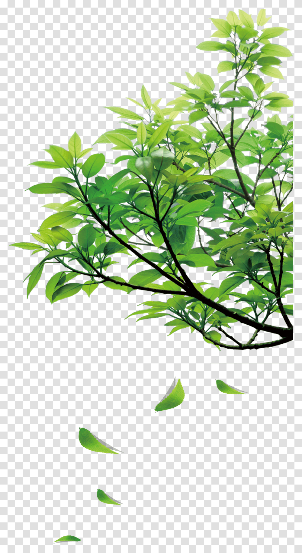 Natural Green Leaves Green Leaves Clipart Transparent Png