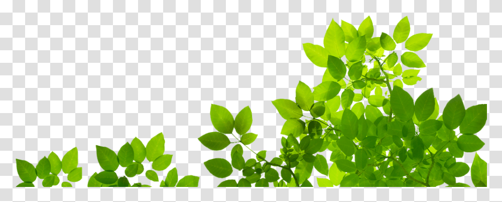 Natural Hd Natural, Leaf, Plant, Green, Vase Transparent Png