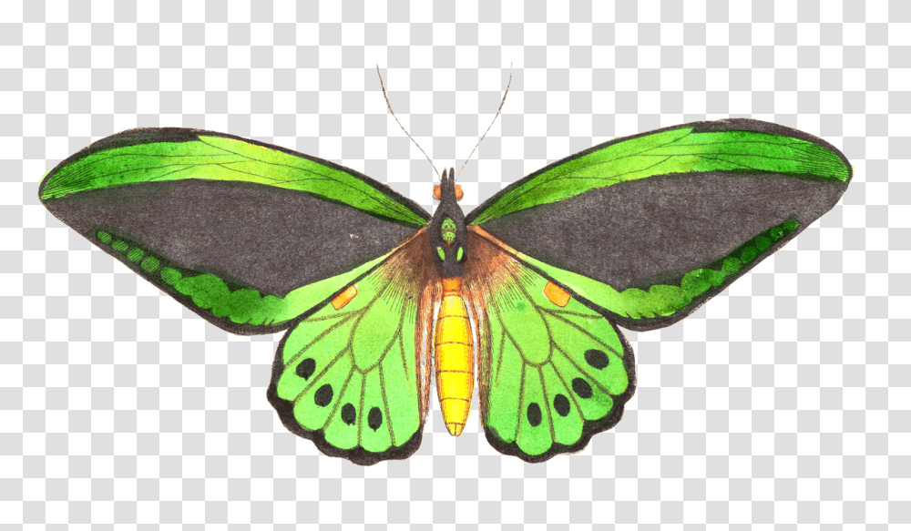 Natural History Illustration, Insect, Invertebrate, Animal, Butterfly Transparent Png