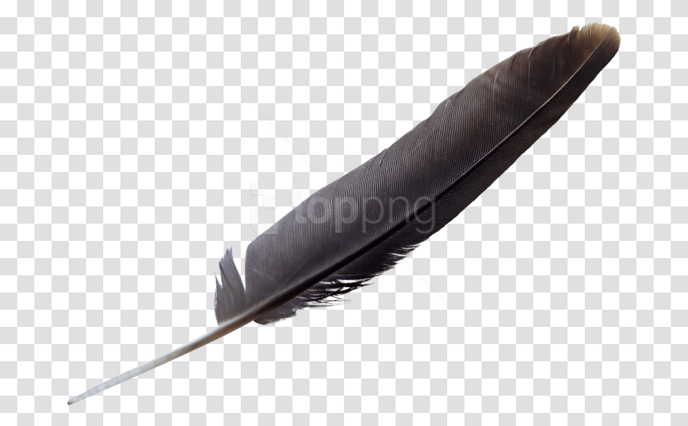 Natural Material Eagle Feather Black, Arrow, Bird, Animal Transparent Png