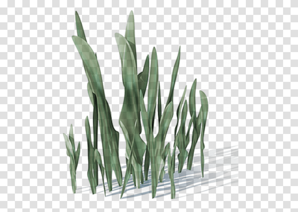 Natural Objects, Plant, Flower, Blossom, Daffodil Transparent Png