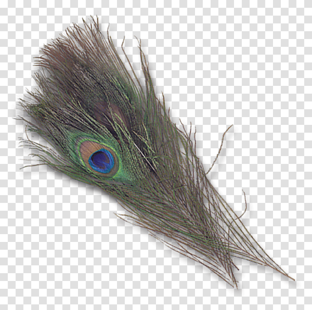 Natural Peacock Eyes Feather, Bird, Animal Transparent Png