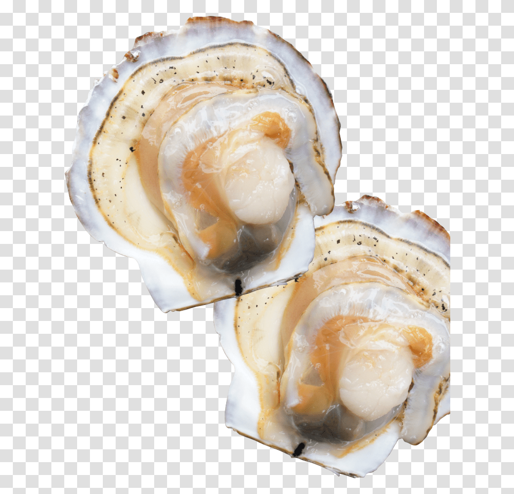 Natural Scallops From Sarufutsu Tiostrea Chilensis, Seashell, Invertebrate, Sea Life, Animal Transparent Png