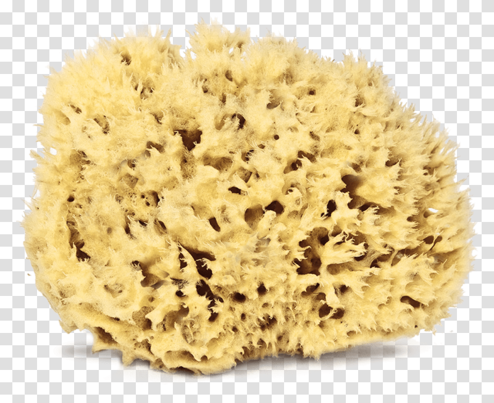 Natural Sea Sponges Sea Sponge Animal Images, Rug, Bread, Food, Honey Bee Transparent Png