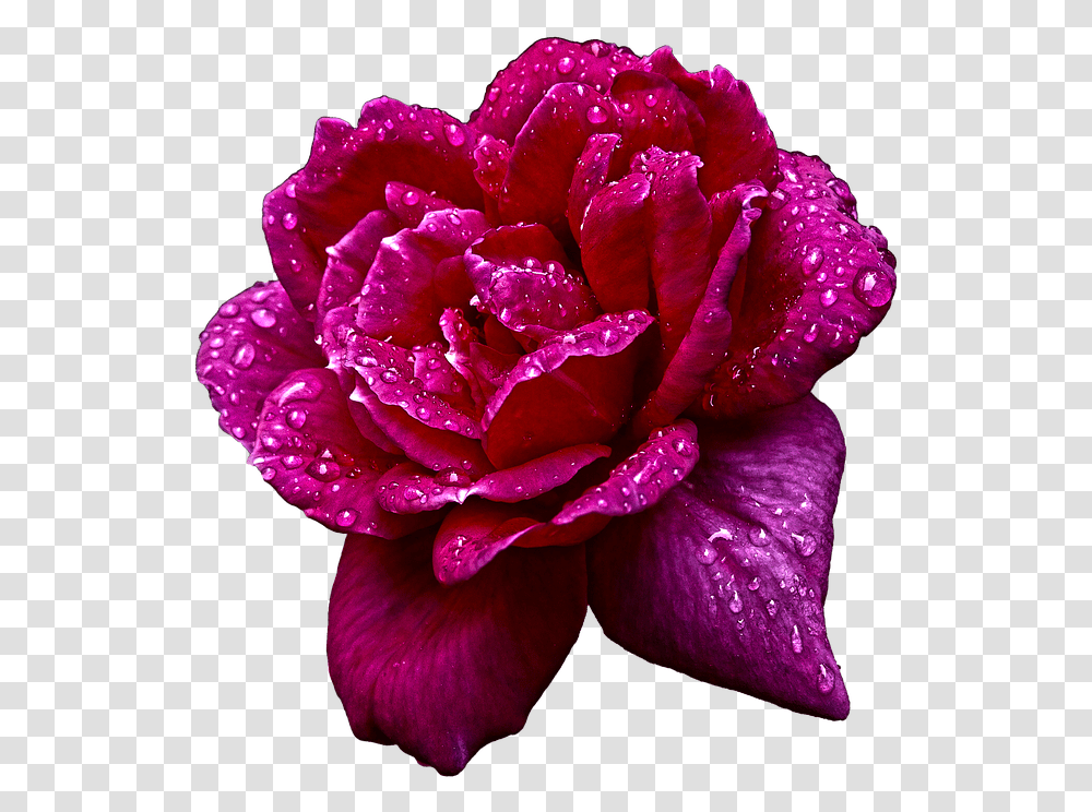 Naturaleza Flor Rosa Jardin Gotas Agua Hybrid Tea Rose, Flower, Plant, Blossom, Petal Transparent Png