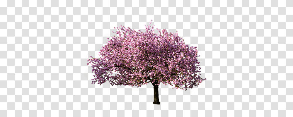 Nature Plant, Flower, Blossom, Lilac Transparent Png