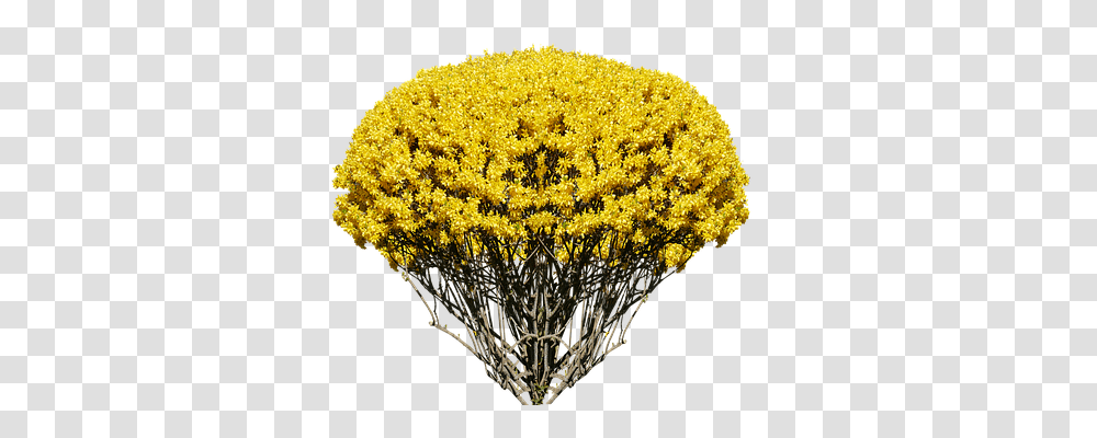 Nature Pollen, Plant, Flower, Blossom Transparent Png