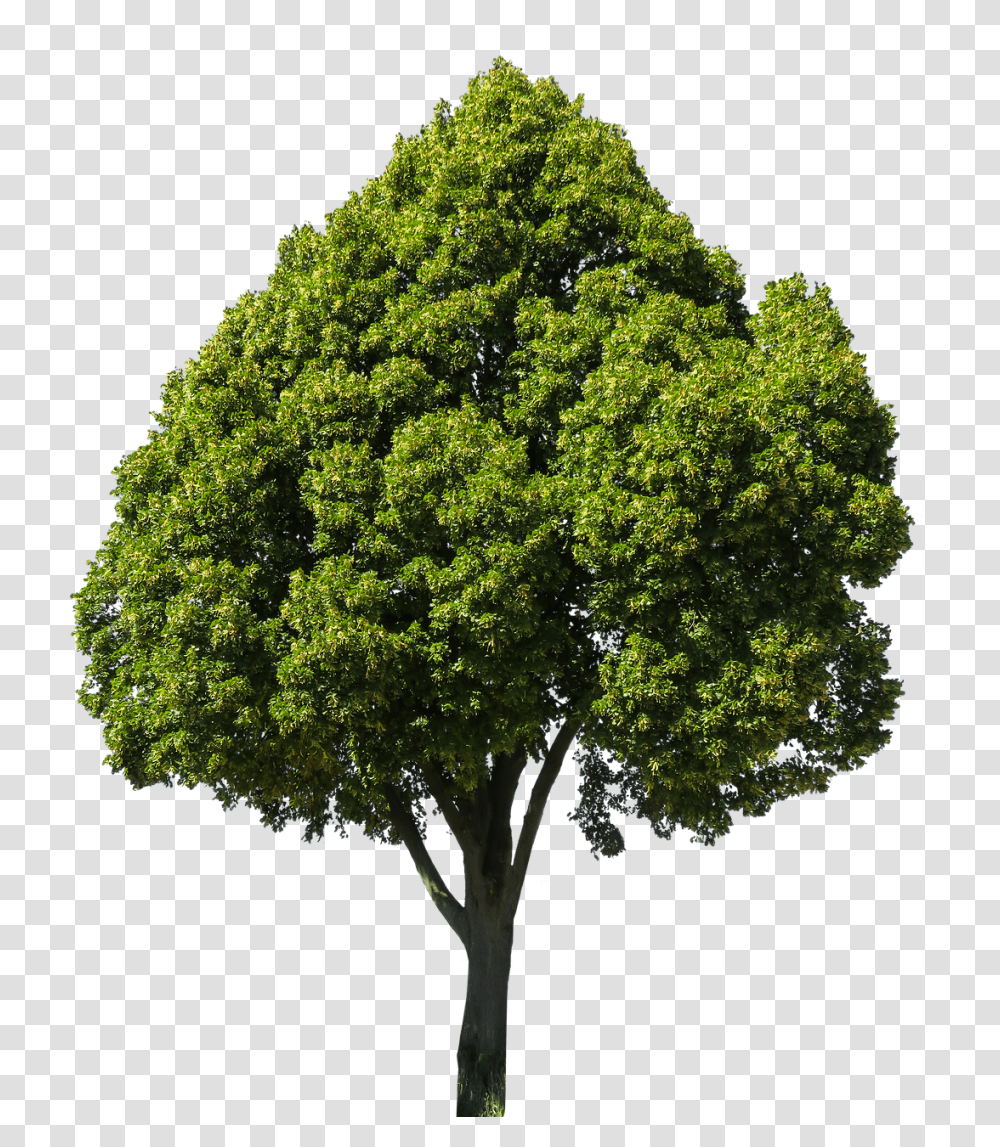 Nature Tree, Plant, Oak, Tree Trunk Transparent Png