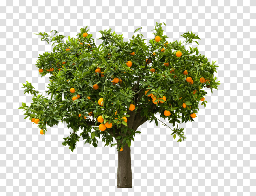 Nature 960, Fruit, Plant, Citrus Fruit, Food Transparent Png