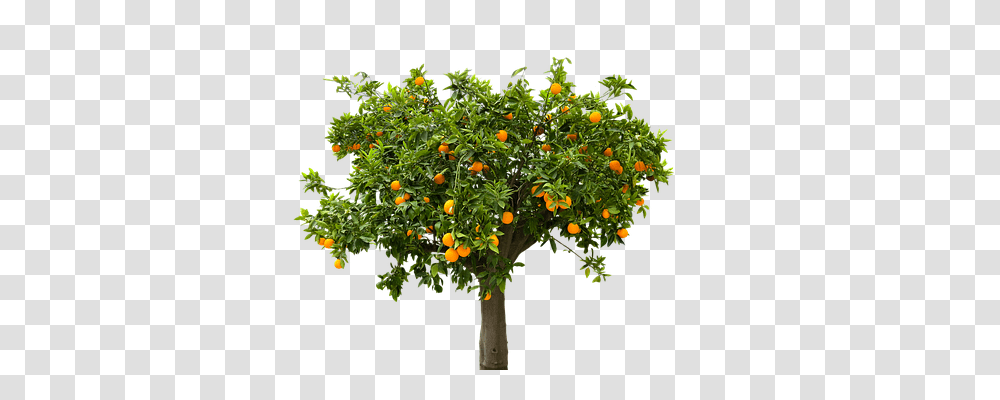 Nature Citrus Fruit, Plant, Food, Orange Transparent Png