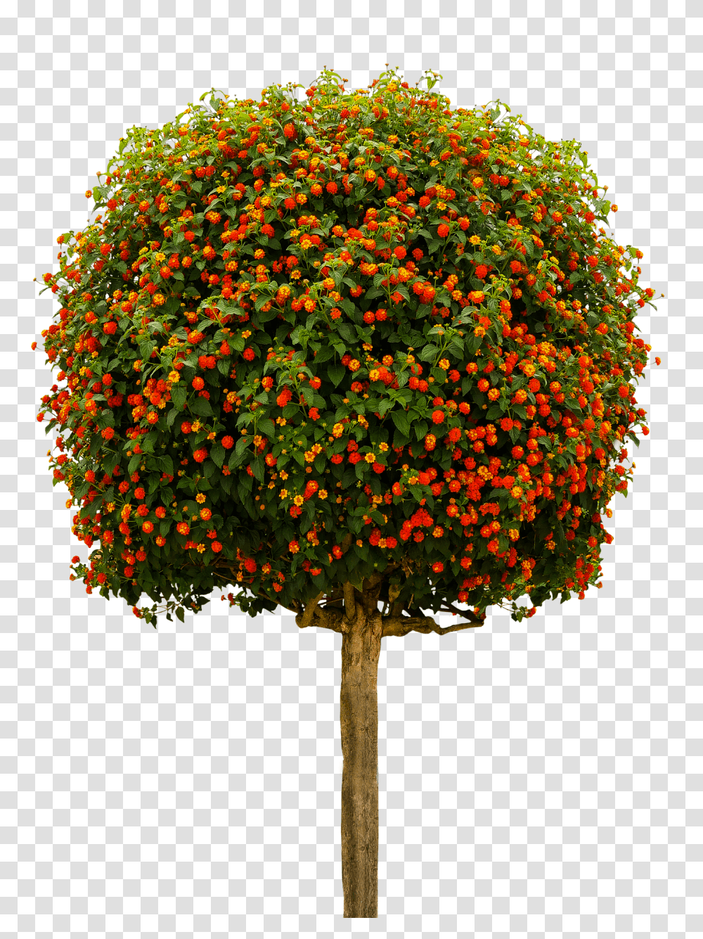 Nature Geranium, Flower, Plant, Tree Transparent Png