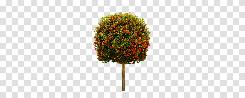 Nature Tree, Plant, Bush, Vegetation Transparent Png