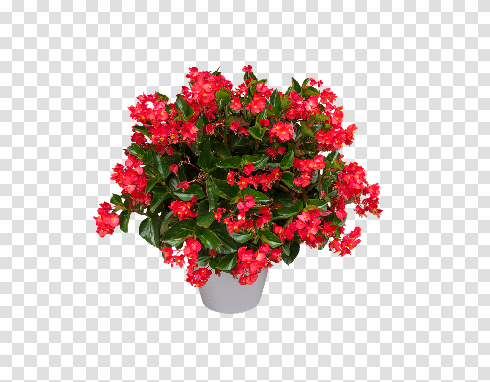 Nature 960, Flower, Plant, Geranium, Blossom Transparent Png
