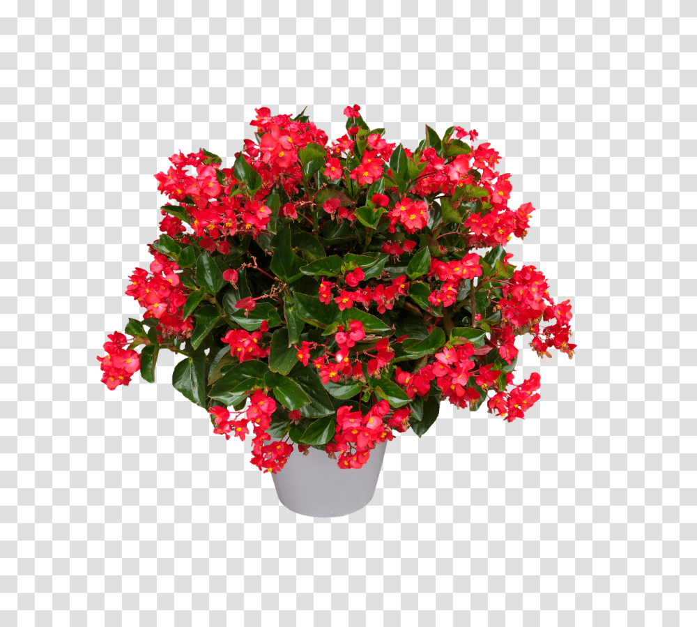 Nature Plant, Flower, Blossom, Geranium Transparent Png