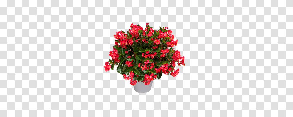 Nature Plant, Geranium, Flower, Blossom Transparent Png