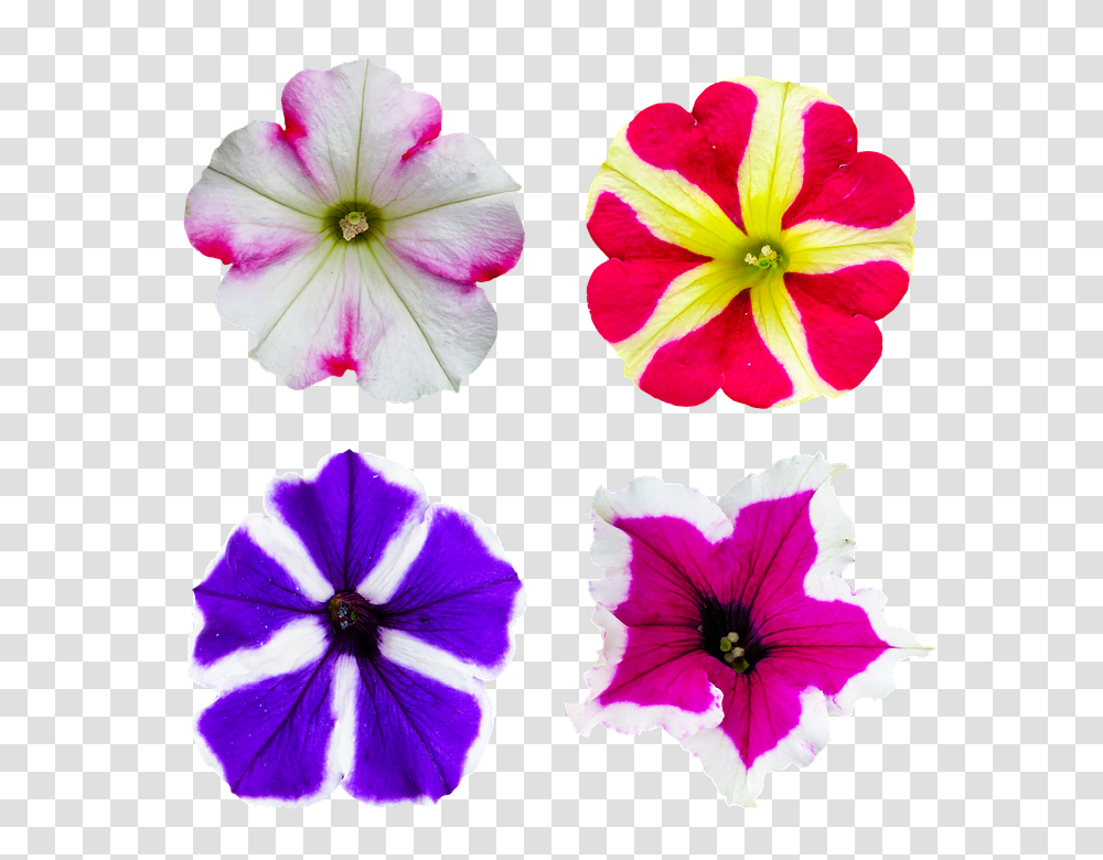 Nature 960, Flower, Geranium, Plant, Blossom Transparent Png