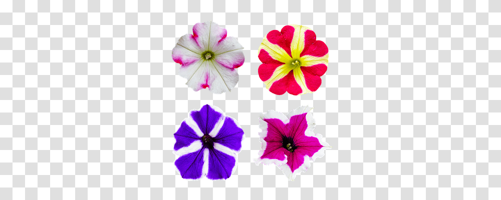 Nature Geranium, Flower, Plant, Blossom Transparent Png