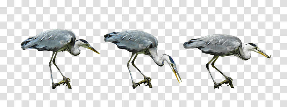 Nature Bird, Animal, Waterfowl, Stork Transparent Png